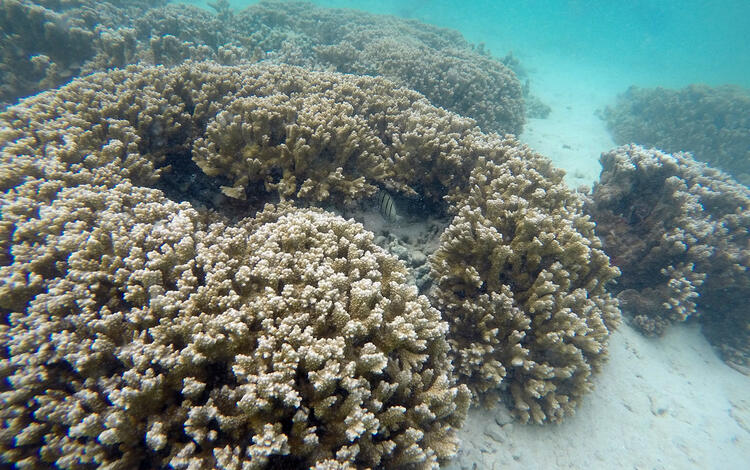 Rice Corals (Montipora capitata), Kane'ohe Bay, O'ahu, Hawaii