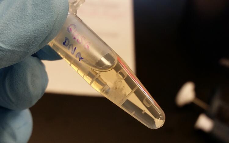 gloved fingers holding a small centrifuge tub containing white matter (DNA) in liquid