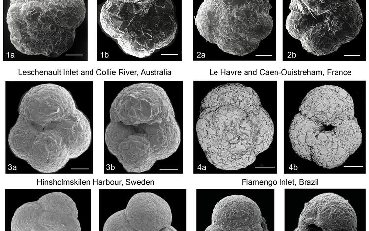 Scanning electron micrographs of Trochammina hadai specimens collected worldwide