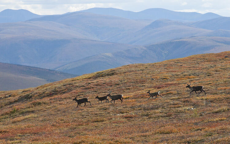 five caribou run across an orange hill, with rolling mountains in the background