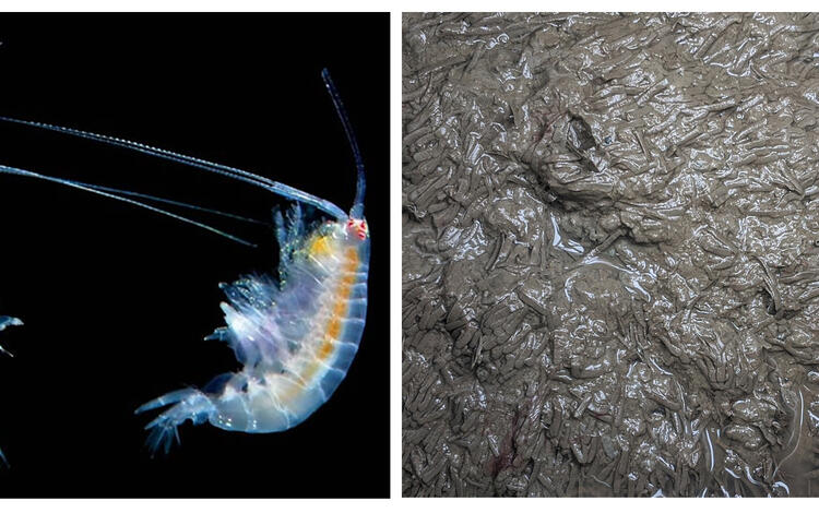 The amphipod Ampelisca abdita and its characteristic tube mat in sediment