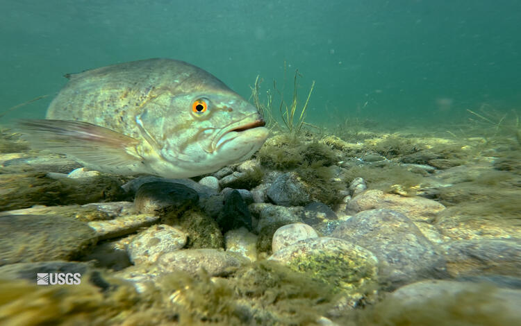 Smallmouth bass