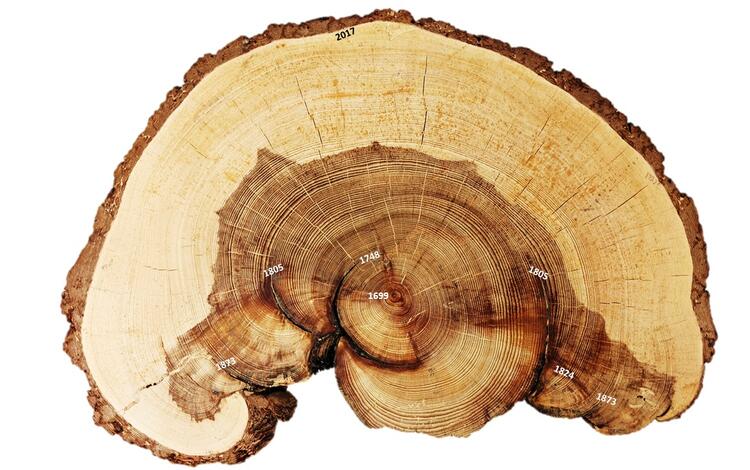 a section of tree trunk showing the rings of the tree, with darker areas and dates pointing to the darkest spots