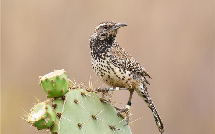 A small brown speckled bird sits on a green cactus