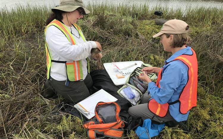 Two people in reflective vests crouch in tall grasses near water collecting samples from a bird