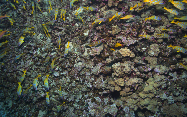 Underwater imagery of the substrate and coral reef habitat on the Kona Coast of the Island of Hawaii