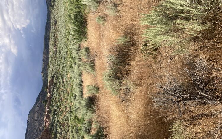 green sagebrush shrubs with brown grass in between