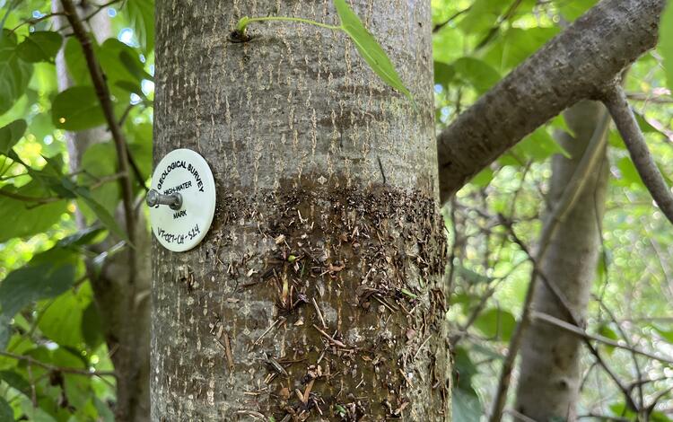 A white tag nailed to a tree with debris stuck to the trunk.