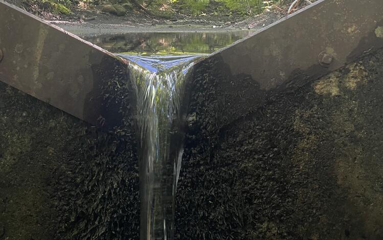 A v-notch weir in a summer forest.
