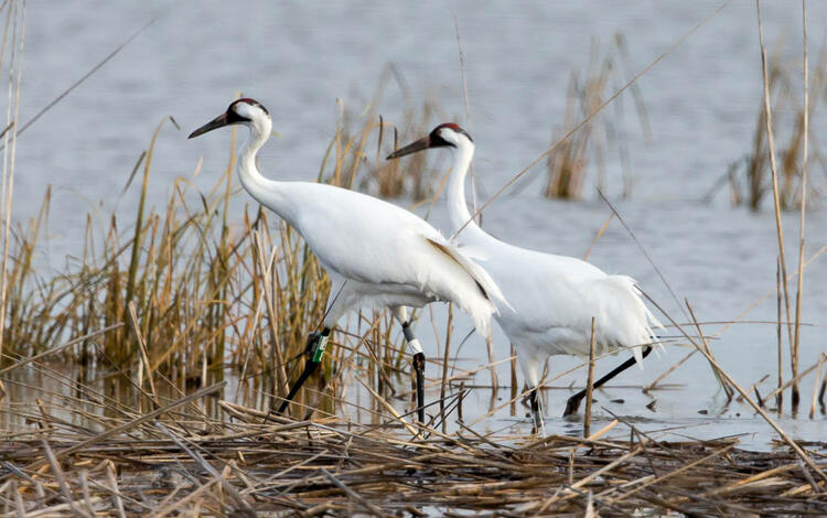 Two whooping cranes walking through a marsh