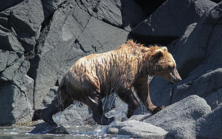 Brown bear on rocks coming out of stream. Water is dripping from legs and belly. Head is dry.