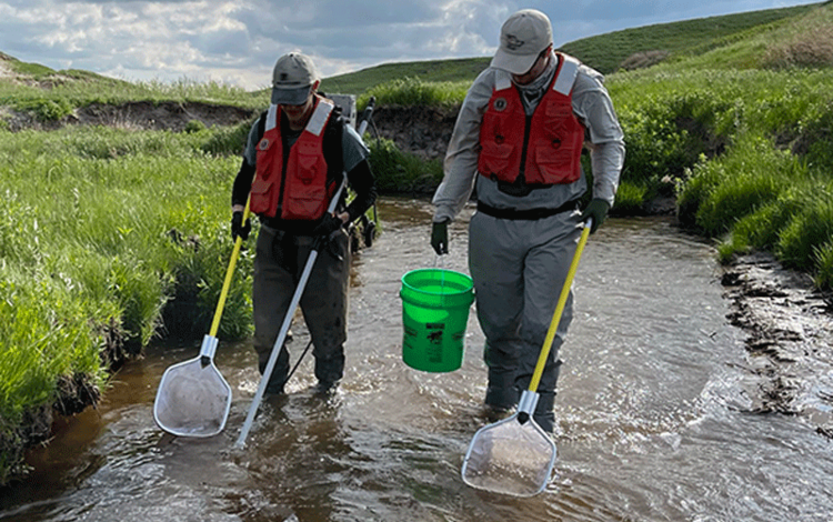 Graduate students electrofishing on Deer Creek in Nebraska