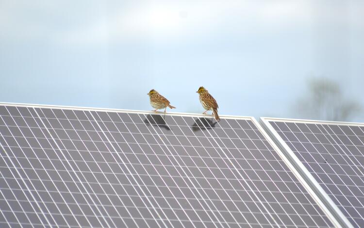 Grassland birds perched on a solar panel 
