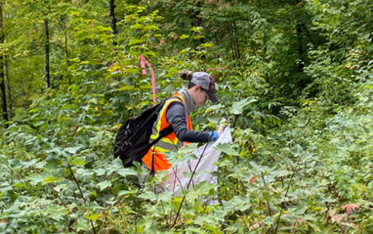 Juliana Berube uses a technique developed by the Penobscot Nation to sample ticks from the vegetation.