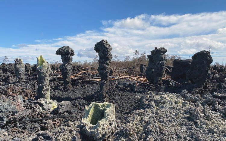 Color photo of lava trees