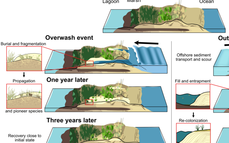 infographic showing outwash event on barrier island