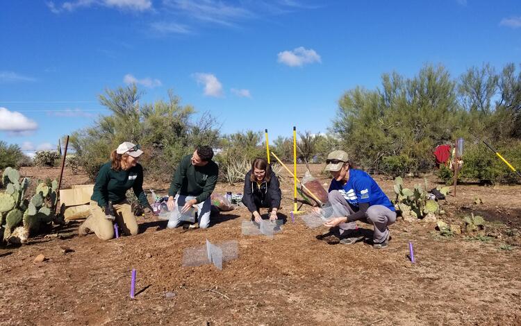 Group of land managers working together to build a restoration experiment in the Sonoran Desert.