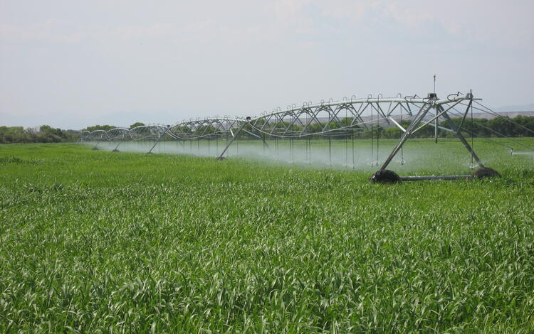 Center pivot irrigation system watering a cornfield in Arizona