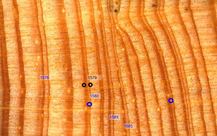 Tree rings from a ponderosa pine, with dates showing some rings were formed in 1573 and 1598.