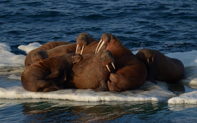 Walruses resting on an ice floe