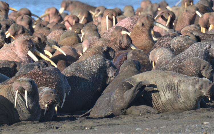 Pacific walruses hauled out on beach, Alaska