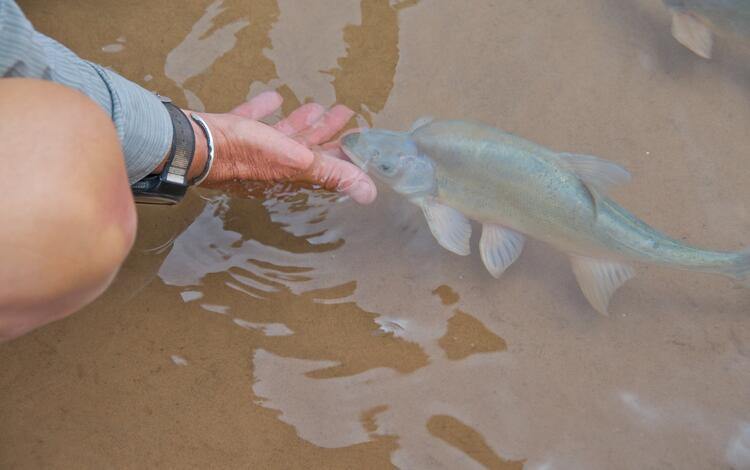 Researcher with Humpback Chub individual