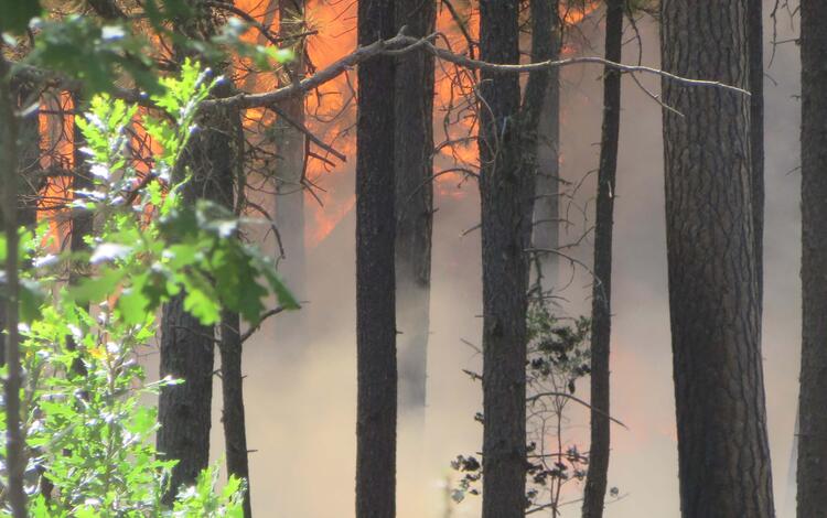 A managed wildfire burns in a Ponderosa pine stand, New Mexico