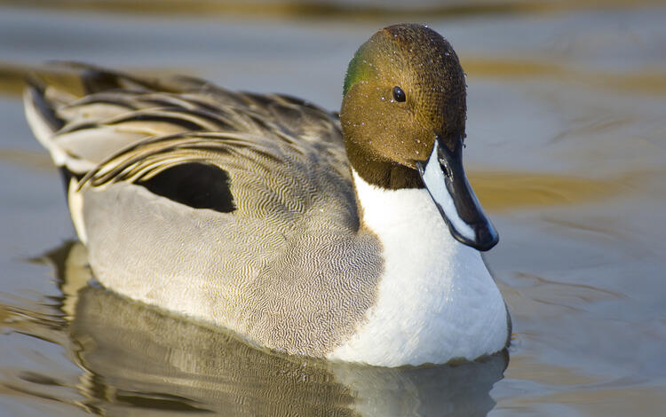 Northern Pintail Duck swimming