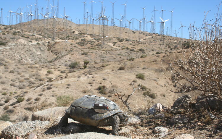 A desert tortoise with a radio transmitter on its shell with dozens of wind turbines in the background