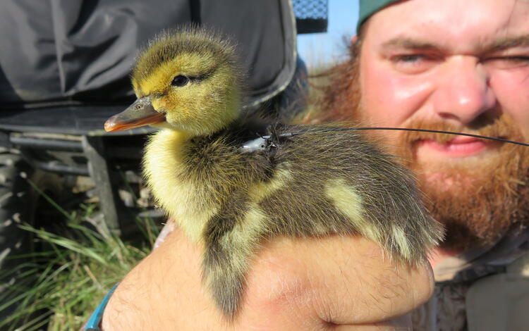 USGS scientist holding duckling