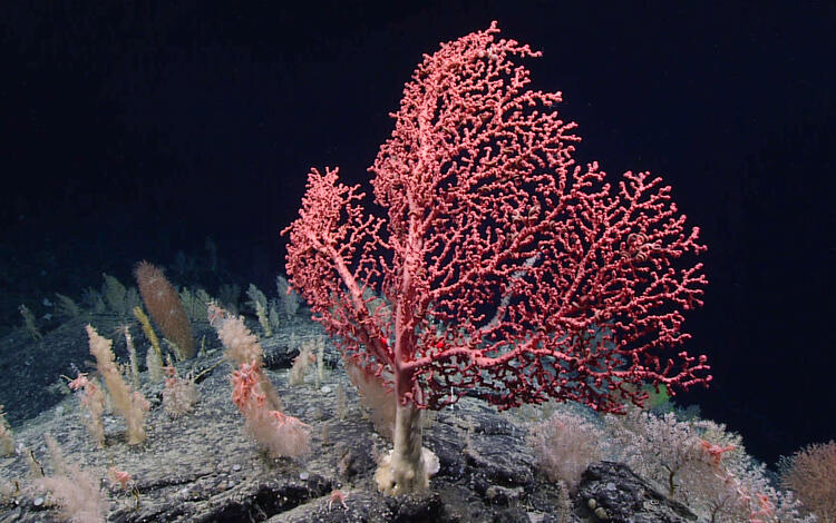 Photograph of bubblegum coral