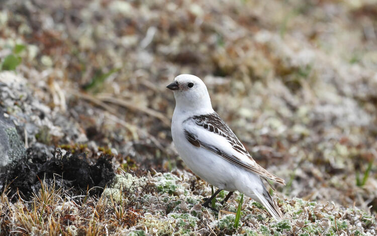 A female McKay's Bunting songbird standing on the ground