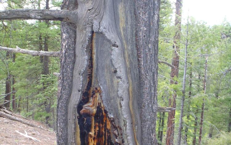 A fire-scarred southwestern white pine in the Jemez Mountains, New Mexico.