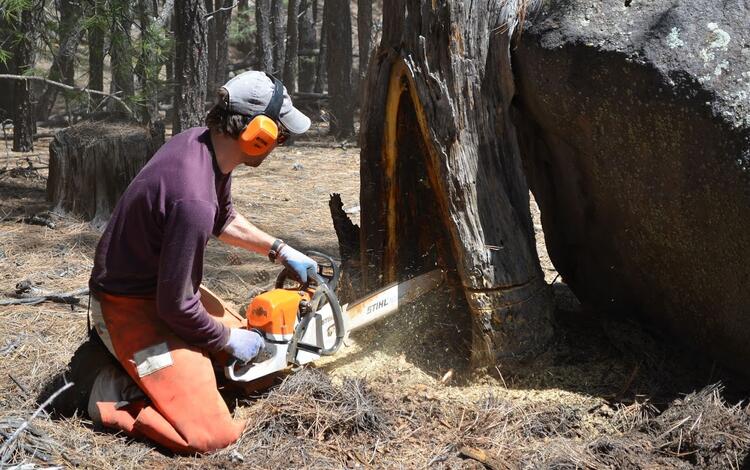 Using a chainsaw to extract a cross-section for analysis from a dead fire-scarred ponderosa pine in New Mexico