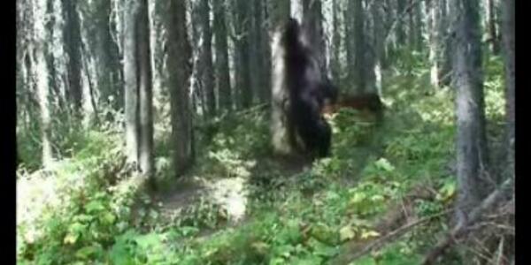 Grizzly Bear Rubbing Tree and Log | U.S. Geological Survey
