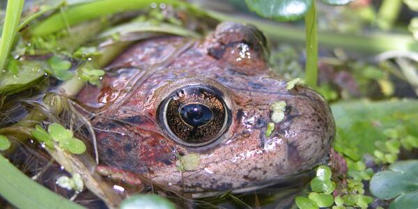 NOROCK Research in Support of Native Amphibians