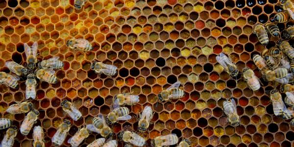 Honey Bee Helpers: It Takes a Village to Conserve a Colony | U.S. Geological Survey