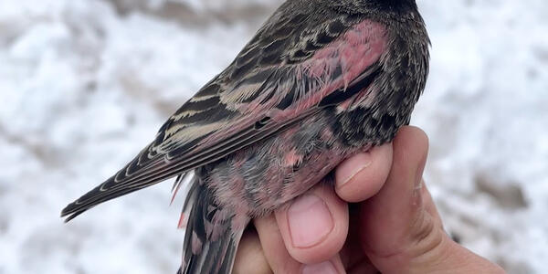 Notes From The Field: Wintering Rosy-Finches