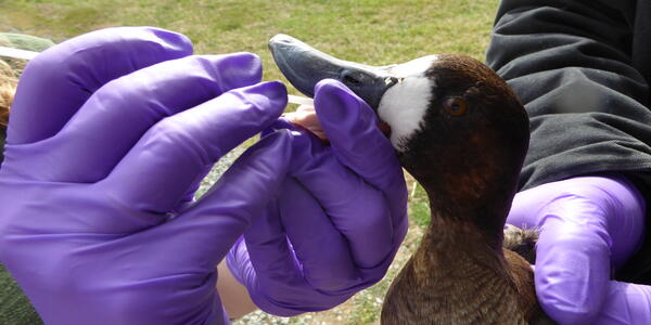 USGS Wildlife Health Awareness Day 2026: Healthy Wildlife, Enduring Traditions
