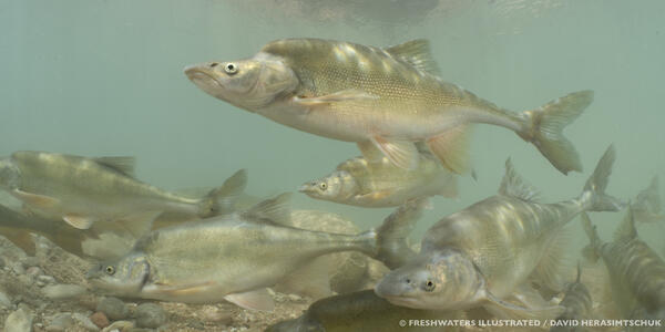 Humpback chub rebound: USGS science uncovers population increase and range expansion for threatened fish