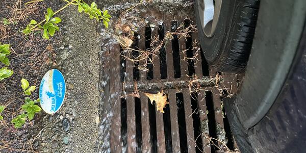 Our Research on a Tire Chemical and its Impact on Fish Featured in LakeLine Magazine