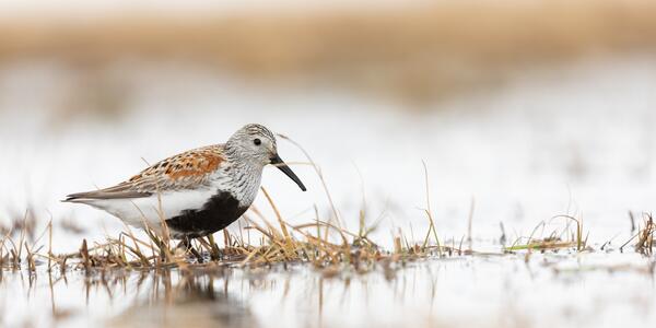 Genetic Diversity is a Key Factor in Climate-Driven Range Shifts