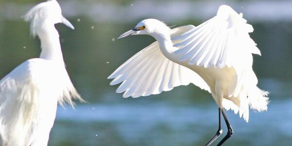 SnowyEgret-DanielWieferich_0.