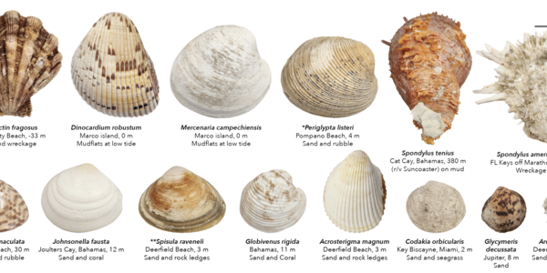 shells_lineup.png?itok=Z6leDBzm