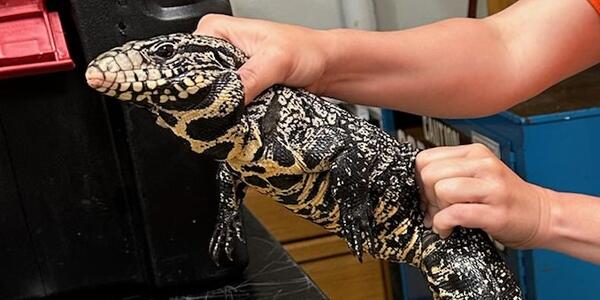 Early detection and rapid response tools for invasive tegu lizards