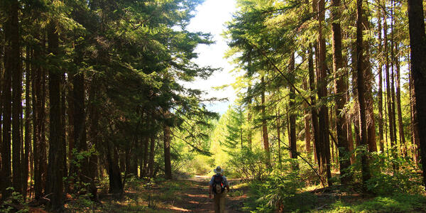 When would I use USDA Forest Service maps? | U.S. Geological Survey