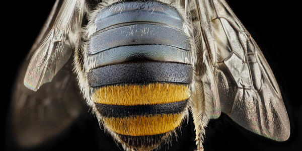 Bee Butt | U.S. Geological Survey