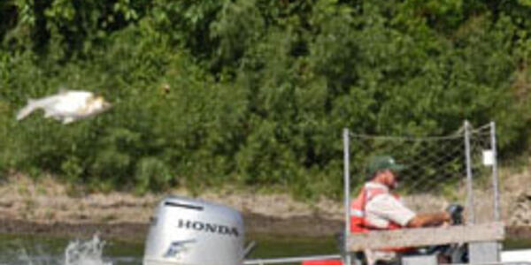 Invasive Carp Integrated Control and Containment | U.S. Geological Survey