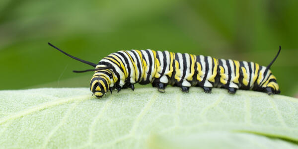 4th instar monarch caterpillar | U.S. Geological Survey