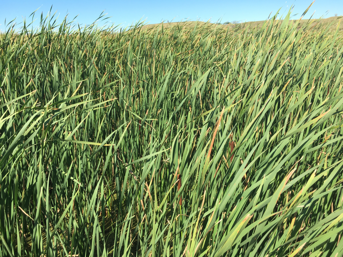 Cattail (Typha) invasion in North American wetlands | U.S. Geological Survey